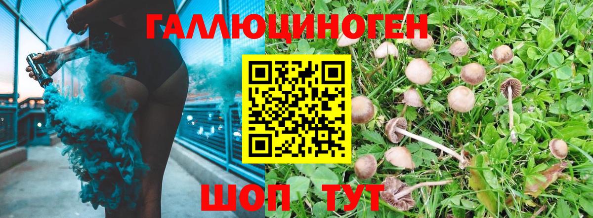 Псилоцибиновые грибы Psilocybe Сосновоборск